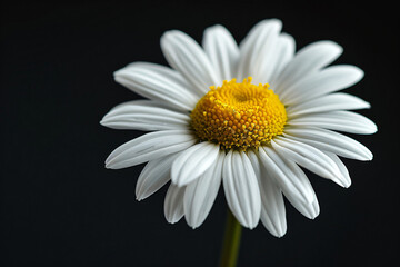 Fototapeta premium A close-up of daisy flower petals, macro photography, black background, blurred, soft light, fresh colors, white and yellow color combination, delicate texture, elegant mood.