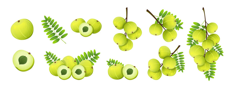 Collection of amla berries. Amla or Indian gooseberry. Amla fruit branch with leaves, slices. Vector illustration.