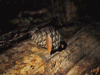 Close-up of a pinecone on a tree trunk in the forest
