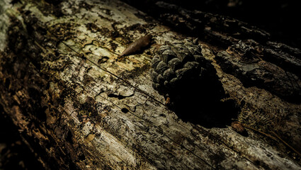 Close-up of a pinecone on a tree trunk in the forest