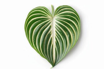 A hosta leaf with its broad, heartshaped form and variegated colors, set against a clean white backdrop