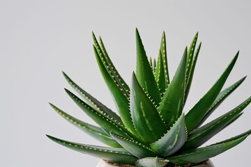 Fototapeta premium A close up of an Aloe Vera plant