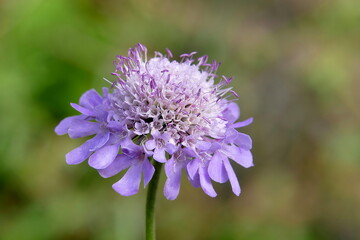 A purple flower Scabiosa columbaria with a white center