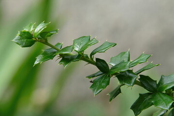 Common Oregon Grape or Thorny-leaved Oregon Grape (Mahonia aquifolium)