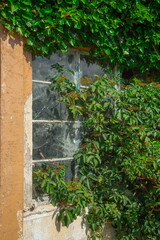 Ivy covering window