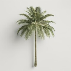 Obraz premium A tall palm tree with a slender trunk and a crown of fronds, set against a clean white backdrop