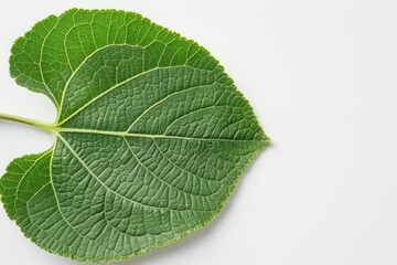A sunflower leaf with its broad, heartshaped form and coarse texture, set against a clean white backdrop