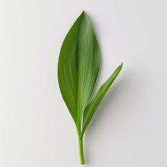 Fototapeta premium A tulip leaf with its smooth, lanceolate form and deep green color, isolated on a pristine white background