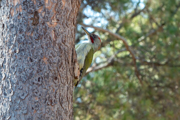 Male iberian woodpecker picus sharpei on a trunk climb at the Madrid urban woods