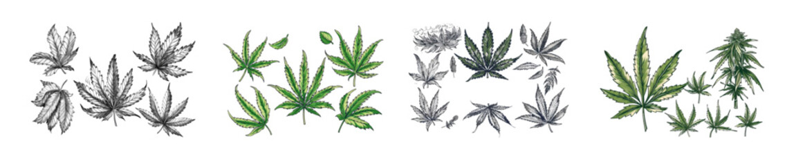 Hand drawn marijuana plant with hemp seeds, leaves, buds, and leaves. Collection of elegant monochrome botanical illustrations.