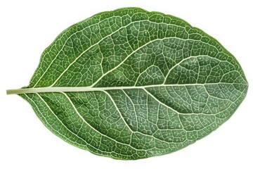Obraz premium A zinnia leaf with its oval shape and slightly rough texture, isolated on a white background