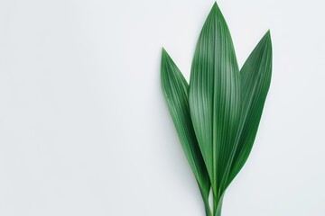 Obraz premium An iris leaf with its swordshaped form and bluegreen color, set against a clean white backdrop