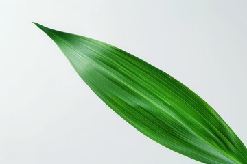 Obraz premium An iris leaf with its swordshaped form and bluegreen color, set against a clean white backdrop