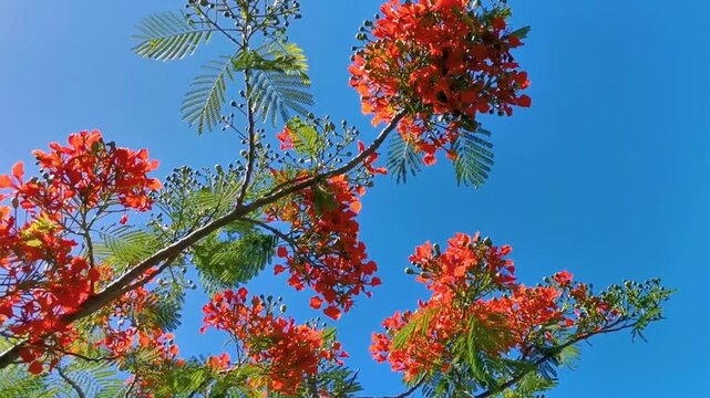 Beautiful tropical flame tree red flowers Flamboyant Delonix Regia Mexico.