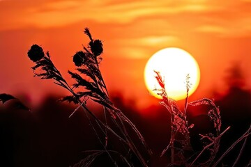 Silhouette of wild grasses against vibrant sunset sky
