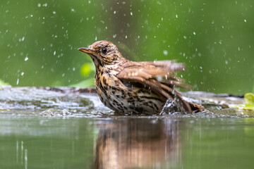 A songbird swims and splashes in a forest lake