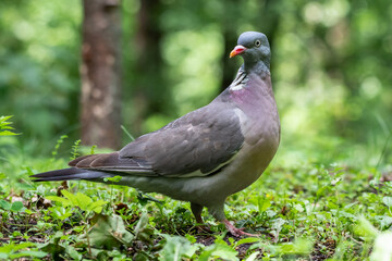 A wood pigeon in an oak forest