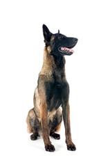 malinois in studio
