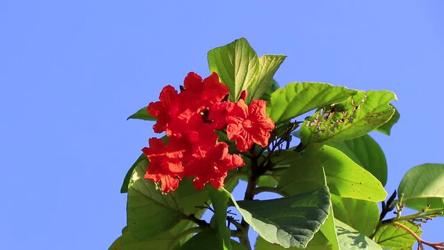 Ziricote Cordia Dodecandra flowering tree with orange flowers in Mexico.