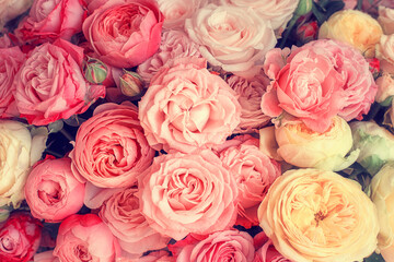 floral background of peony roses of delicate flowers. Flat view at the top. Pale tones