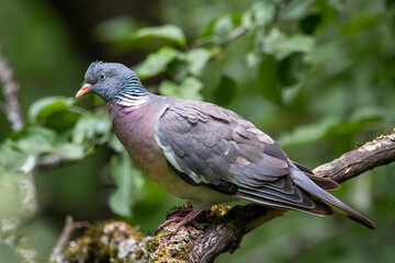 A wood pigeon in an oak forest