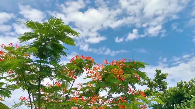 Beautiful tropical flame tree red flowers Flamboyant Delonix Regia Mexico.