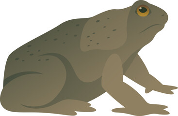 Cane toad realistic color vector illustration, side view. Large wild marine frog isolated on white background.