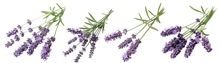 A beautiful image of lavender flowers in full bloom © SuriyaPhoto