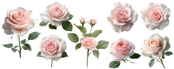 Set of beautiful pink roses isolated on transparent background.