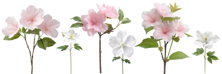 The image shows several pink and white flowers on a branch with green leaves. The flowers have multiple petals and a yellow center.