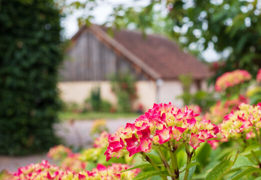 Colourful flowers in the well tended, pretty garden at Ch&acirc;teau de Peufeilhoux, Vallon-en-Sully, France.
