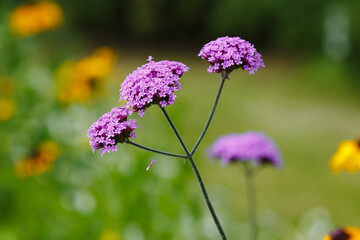 Buenos Aires verbena ( lat. Verbena bonariensis ) is a species of herbaceous plants