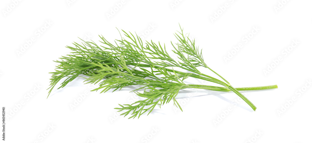 Wall mural Sprigs of fresh green dill isolated on white