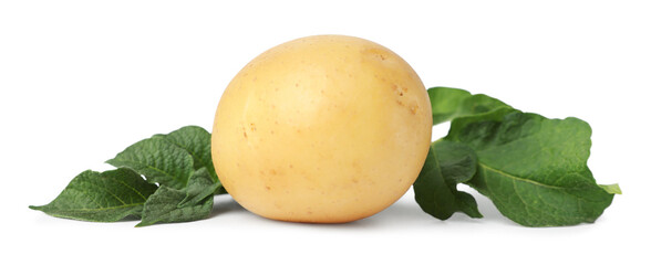 Fresh raw potato and green leaves isolated on white