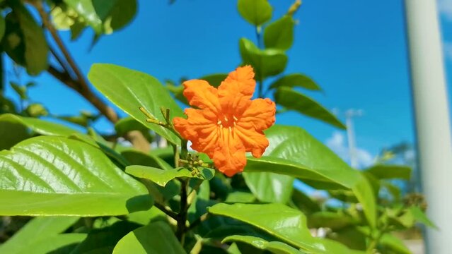 Ziricote Cordia Dodecandra flowering tree with orange flowers in Mexico.