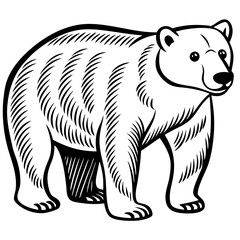 A black and white drawing of a polar bear on a white background