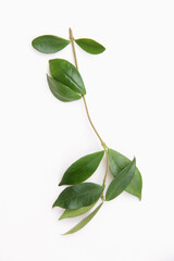 Star jasmine leaves isolated on white background, Trachelospermum jasminoides