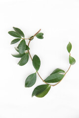 Star jasmine leaves isolated on white background, Trachelospermum jasminoides