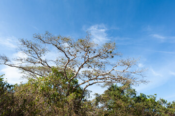 Tree with a species of nests in 