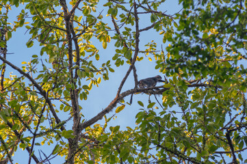 Primate Trachypitecus Auratus in a large tree full of fruits against the blue sky in 