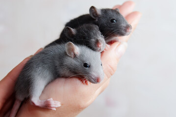 Small rat pets in the hands on the white background