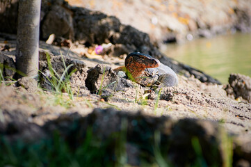 The Asian water monitor (Varanus salvator) is a large varanid lizard native to South and Southeast Asia.