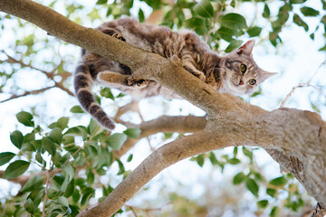 Cat climbing a tree branch