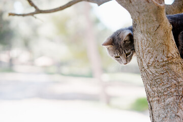 Cat climbing a tree branch