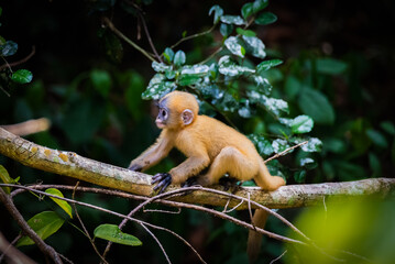 Leaf Monkeys or Dusky Langur and mother who are living in the forest,