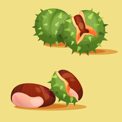 Vector illustration of chestnut. Cracked chestnut design. Chestnut in thorns