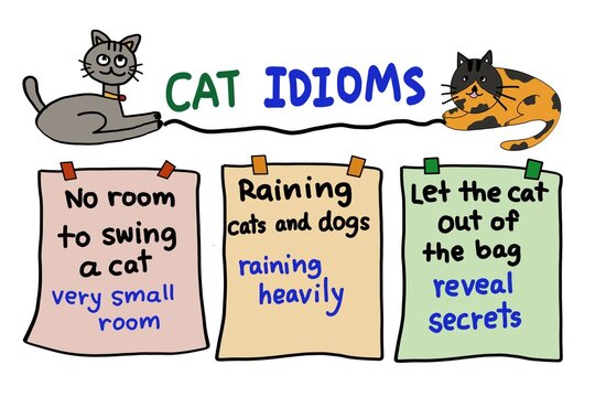 Hand drawn picture of colorful cards with texts about cat idioms. Handwritten font.Cats cartoon Illustration for education. Concept, English idioms teaching lesson. Educational materials, teaching aid