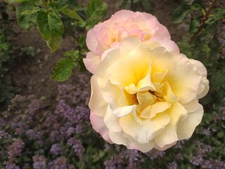 A cream and pink rose in full bloom, surrounded by green foliage and purple flowers