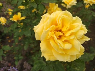 A close-up shot of a vibrant yellow rose in bloom, surrounded by green leaves