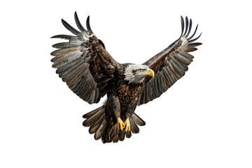 Obraz premium Eagle (PNG 8640x5760)
